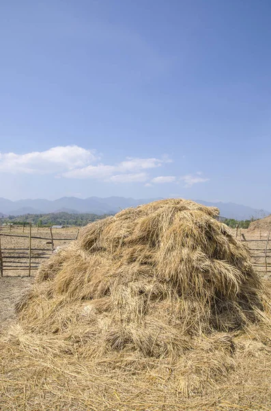 Hasat sonra sahada saman samanlık