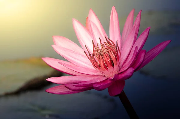 Flor Lótus Rosa — Fotografia de Stock