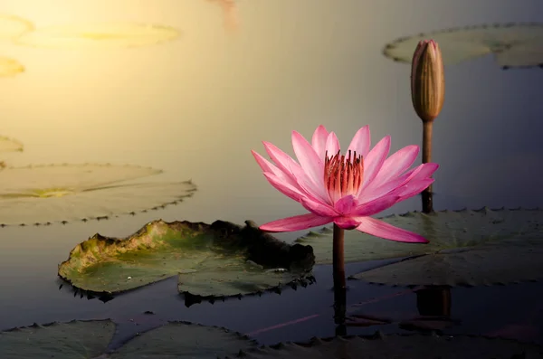 Pembe Lotus Çiçeği