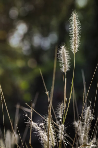 Poaceae Nebo Pravá Tráva Černém Pozadí — Stock fotografie