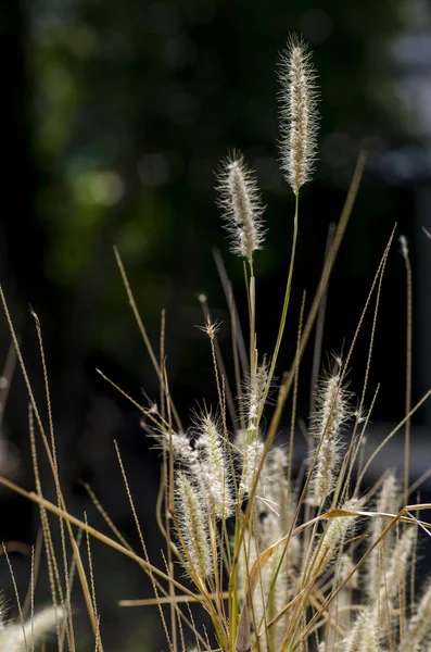 Poaceae Nebo Pravá Tráva Černém Pozadí — Stock fotografie