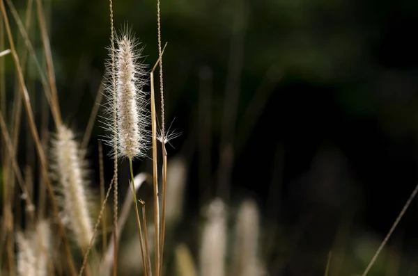 Poaceae Настоящая Трава Черном Фоне — стоковое фото