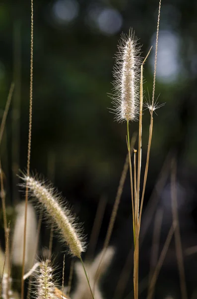 Poaceae ya da siyah arkaplan üzerindeki gerçek çimen
