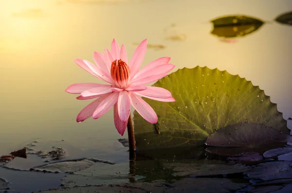 Pembe Lotus Çiçeği