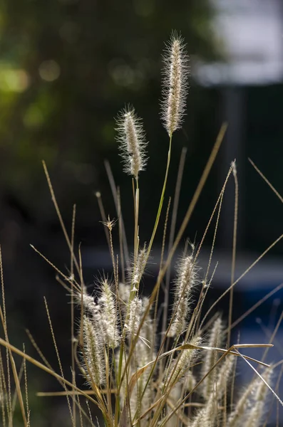 Poaceae Grama Verdadeira Sobre Fundo Preto Imagens De Bancos De Imagens Sem Royalties