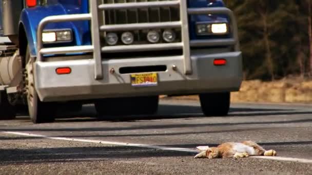 Мертві зайця на узбіччі дороги — стокове відео