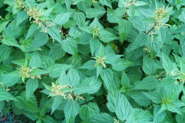 Yeşil yapraklara yakın çekim