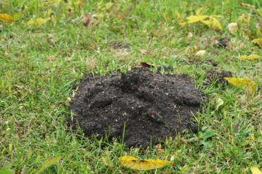 Köstebeğin biri çimlerin arasına kara toprak yığını kazdı..