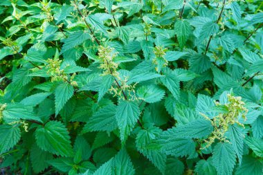 Bahçede güzel yeşil ısırgan otu yaprakları