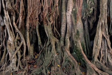 Ormandaki yaşlı ağaç kabuğu