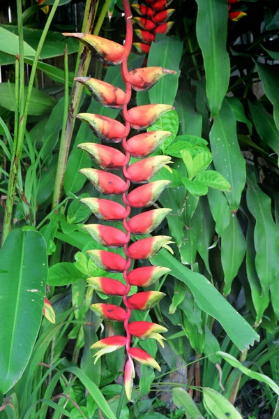 Longue Fleur Palmier Tropical Rouge — Photo