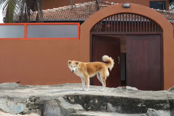 A dog is standing at the gate of the house. The dog guards the house.