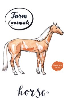 Arap atı, elle çizilmiş