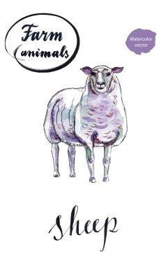 Beyaz koyun, elle çizilmiş