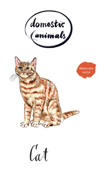 Gingembre chat tabby — Image vectorielle