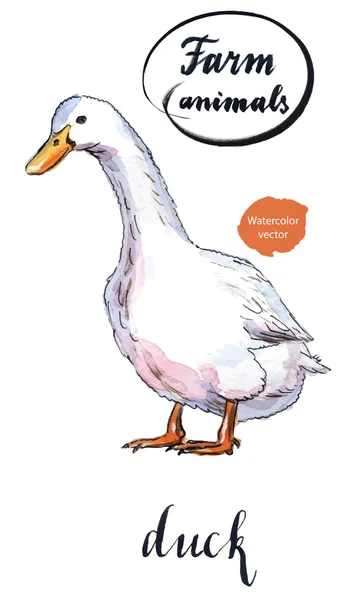 Eine weiße Ente — Stockvektor