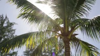 Mauritius bir palmiye ağacının arkasında güneş parlıyor