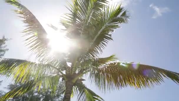 Сонце світить позаду пальмових дерев на Маврикії — стокове відео