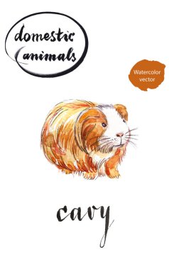 Hafif kahverengi uzun saçlı cavy