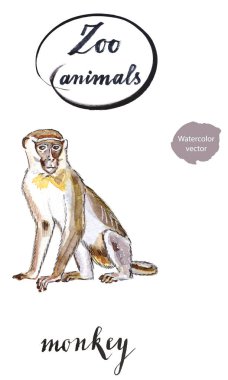 Küçük oturma maymun