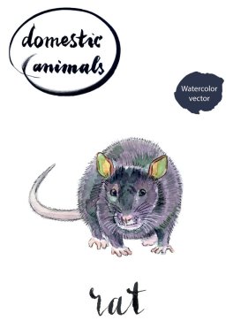 Gri sıçan kalıyor