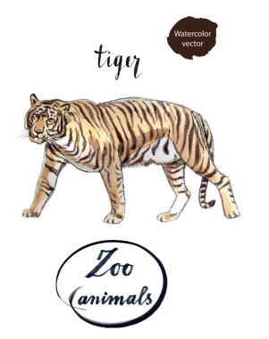 Staying striped tiger clipart