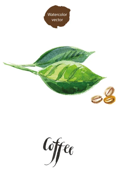 Zöld levelek, kávé-és babkávé — Stock Vector