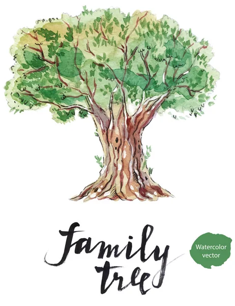 Family tree: old olive — Stock Vector