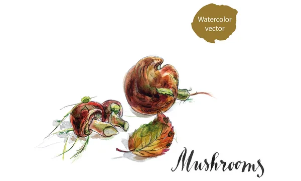Boleto de champiñones comestibles con hojas y musgo — Vector de stock