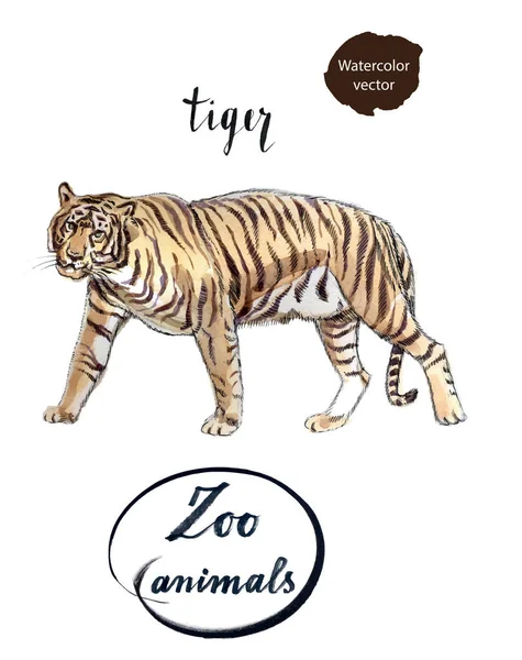 Tigre a rayas — Archivo Imágenes Vectoriales