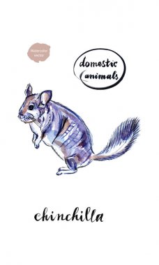 Suluboya komik surat gri iç chinchilla