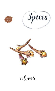 Sulu Boya kuru karanfil, karanfil, baharatlar