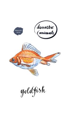 Suluboya turuncu Japon balığı