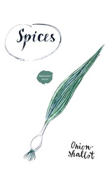 Yeşil yaprakları ile genç taze taze yeşil soğan (bazen arama