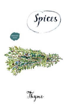 Demet kekik herb, suluboya