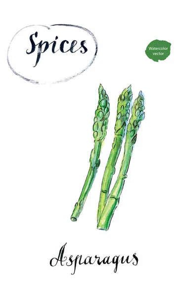 Aquarelle asperges vertes fraîches — Image vectorielle