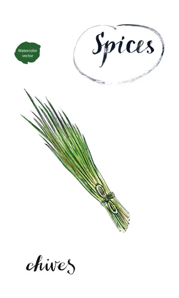 Acuarela joven verde fresco cebollino manojo — Vector de stock