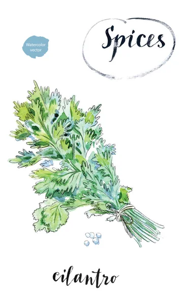 Aquarelle feuilles de coriandre verte fraîche — Image vectorielle