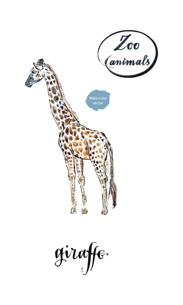 Giraffe gemaakt in aquarel — Stockvector