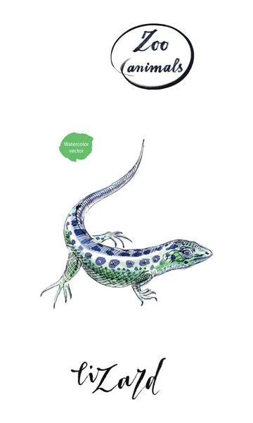 Lizard gecko in watercolor — Stock Vector