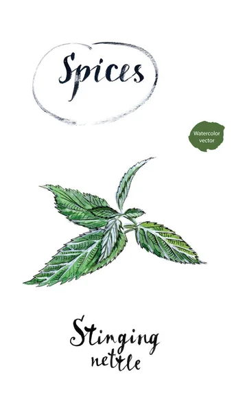 Плетение зеленой свежей крапивы в акварели — стоковый вектор