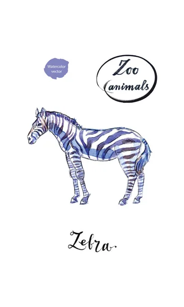 Junges stehendes Zebra in Aquarell — Stockvektor