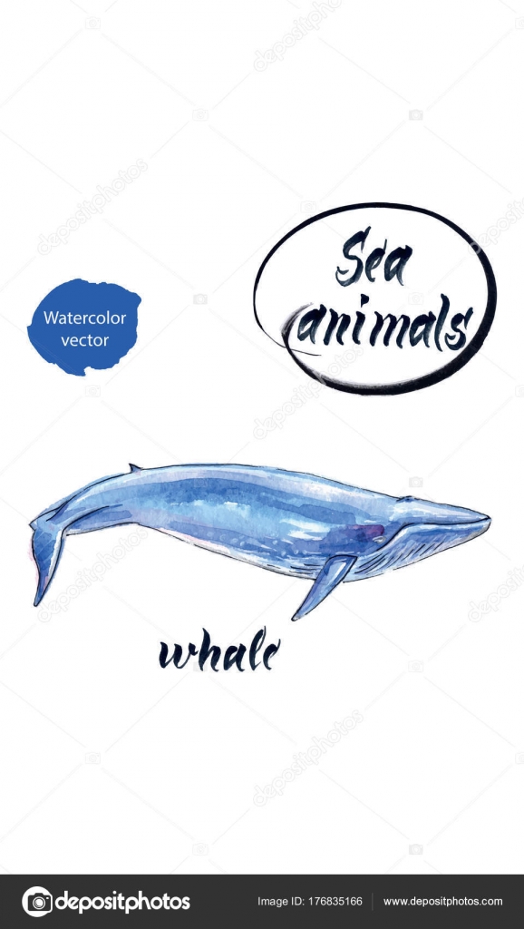 すべての動物の画像 最高のシロナガスクジラ イラスト