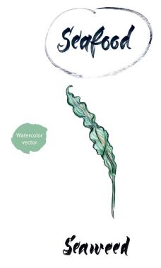 Yeşil yosun, suluboya elle çizilmiş, vektör çizim