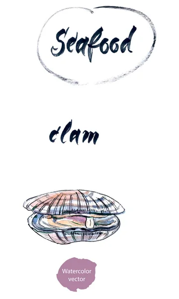 Geopende Clam, aquarel hand getrokken, vector illustratie — Stockvector