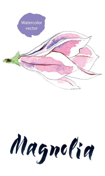 Flor de magnolia, acuarela dibujada a mano, ilustración vectorial — Vector de stock