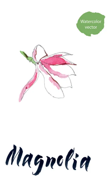Manolya çiçeği, suluboya el çizilmiş, vektör illüstrasyon — Stok Vektör