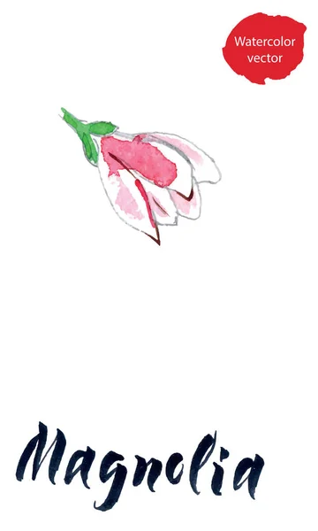 Fiore di magnolia, acquerello disegnato a mano, illustrazione vettoriale — Vettoriale Stock