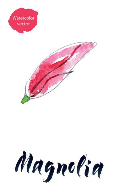 Flower of magnolia, watercolor hand drawn, vector illustration — Stock Vector