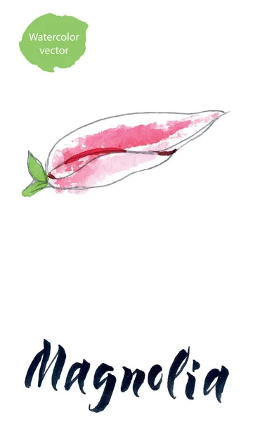 Blomma av magnolia, akvarell hand Drawn, vektor illustration — Stock vektor